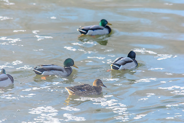 포토 JPG 해외이미지 동물 계절 호수 야생동물 음식 빵 파도 백그라운드 겨울 날개 자연 조류 날씨 오리 사람없음 야외 물 강 햇빛 태양 반사 크래커 환경 맑음 냉동 얼음 수영 추위 안개 저수지 연못 개울 강가 먹이 깃털 생물학 꼬리 서리 부리 청둥오리 내추럴 동물상 수유 현재 해외포토 자연요소 교육 바다 컨셉 조형물 쿠키 수상스포츠 생태계 파일형식 이미지허브