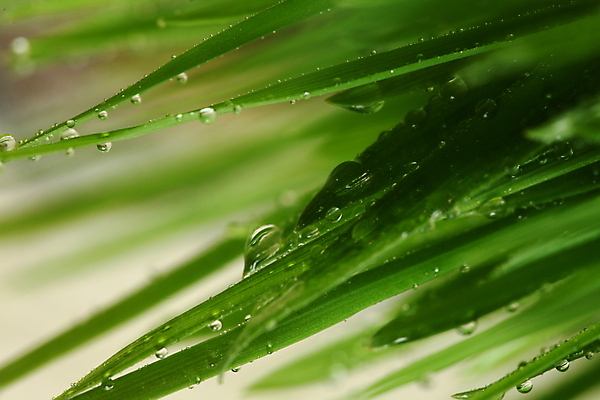 포토 JPG 해외이미지 식물 백그라운드 잎 밭 자연 아침 잔디 사람없음 야외 초록색 물 여름 환경 정원 봄 젖음 성장 신선 떨어짐 이슬 녹차 밀 빗방울 유기농 내추럴 해외포토 주간 자연요소 웰빙 계절 컬러 컨셉 농업 곡류 차_음료 비_날씨 생태계 파일형식 이미지허브