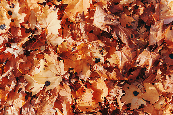 포토 JPG 해외이미지 백그라운드 단풍 낙엽 사람없음 햇빛 갈색 해외포토 컬러 잎 태양 파일형식 이미지허브
