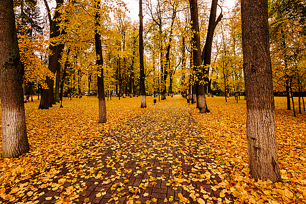 포토 JPG 해외이미지 주간 공원 단풍 낙엽 단풍나무 사람없음 야외 주황색 해외포토 자연요소 나무 공공시설 컬러 잎 파일형식 이미지허브