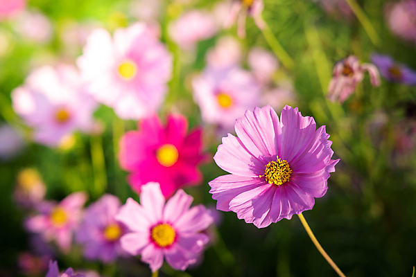 포토 JPG 해외이미지 식물 계절 공원 꽃 아시아 백그라운드 잎 꽃무늬 밭 농업 자연 풍경 사람없음 야외 초록색 여름 컬러풀 뷰티 환경 정원 봄 활발 벚꽃 시골 신선 개화 싱글 코스모스 데이지 부드러움 내추럴 해외포토 공공시설 나라 산업 컬러 컨셉 무늬 감각 생태계 파일형식 이미지허브