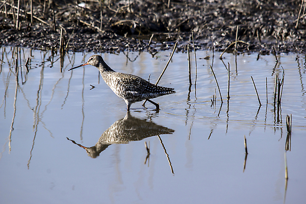 포토 JPG 해외이미지 동물 응시 야생동물 날개 자연 조류 생물 서기 사람없음 야외 세로 물 활발 회색 왜가리 깃털 그네 부리 남쪽 해외포토 자연요소 시선 컬러 컨셉 모션 방향 생태계 파일형식 이미지허브