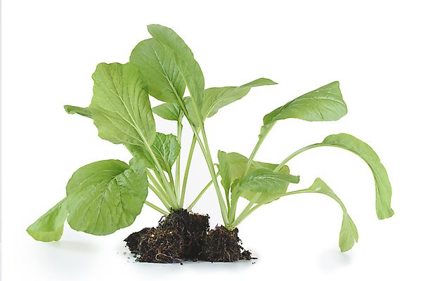 포토 JPG 해외이미지 식물 잡화 음식 백그라운드 잎 농업 채소 자연 건강 사람없음 야외 초록색 농장 세일 새싹 환경 정원 검은색 중국 흙 봄 수확 성장 유기농 원예 날것 뿌리 성분 내추럴 채소밭 떠남 모종 숙성 해외포토 웰빙 계절 산업 아시아 컬러 밭 모션 취미 생태계 파일형식 이미지허브