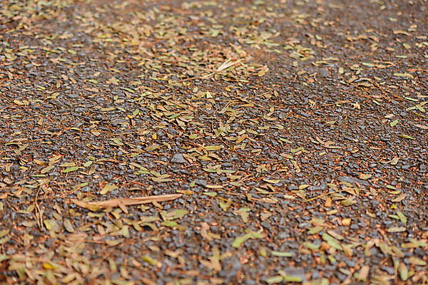 포토 JPG 해외이미지 나무 계절 공원 백그라운드 단풍 잎 오렌지 자연 거리 바닥 건조 사람없음 야외 빨간색 컬러풀 갈색 노란색 도시 보행로 닫기 대나무 질감 내추럴 땅바닥 옛날 해외포토 식물 공공시설 길 컬러 과일 모션 생태계 파일형식 이미지허브