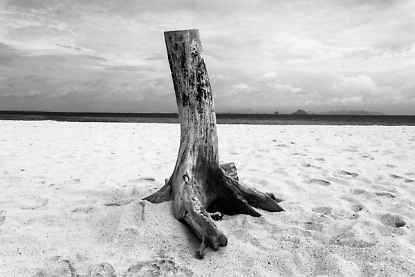 포토 JPG 해외이미지 나무 모래 바다 자연 하늘 휴가 사람없음 야외 목재 물 파란색 흰색 나뭇가지 죽음 뜨거움 자르기 해외포토 자연요소 식물 컬러 재료 모션 생태계 파일형식 이미지허브