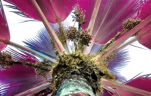 포토 JPG 해외이미지 분홍색 하늘 사람없음 야외 야자수 세이셸 야자수잎 해외포토 나무 컬러 잎 아프리카 파일형식 이미지허브