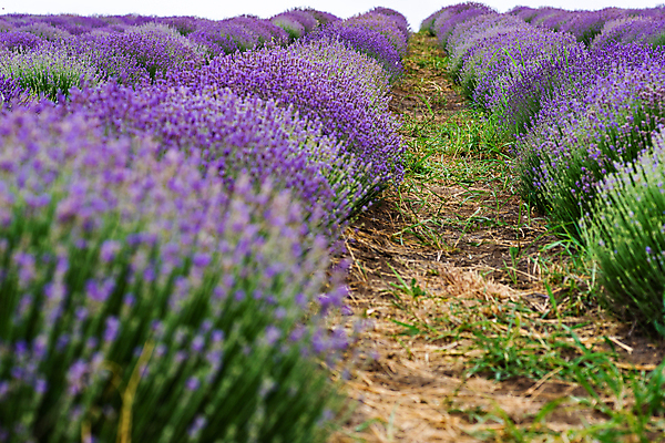 포토 JPG 해외이미지 주간 꽃밭 사람없음 야외 소프트포커스 라벤더 해외포토 자연요소 꽃 촬영기법 허브 파일형식 이미지허브