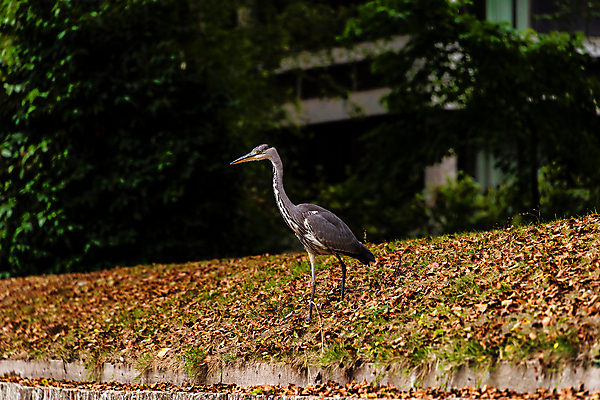 포토 JPG 해외이미지 동물 공원 야생동물 여행 백그라운드 날개 자연 조류 서기 풍경 사람없음 야외 초록색 물 파란색 강 회색 흰색 도시 왜가리 깃털 부리 암초 타운 내추럴 파나마 해외포토 자연요소 공공시설 컬러 모션 남아메리카 생태계 파일형식 이미지허브