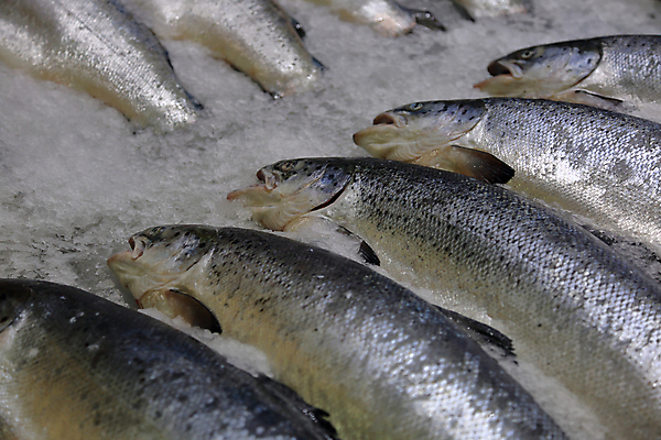 포토 JPG 해외이미지 동물 음식 바다 백그라운드 다이어트 자연 낚시 건강 어류 요리 사람없음 강 상점 얼음 줄무늬 활발 추위 신선 잡기 시장 닫기 시원함 먹기 해산물 오브젝트 유기농 질감 상업 날것 낚시꾼 지느러미 내추럴 거짓말 해외포토 자연요소 웰빙 컨셉 무늬 모션 레저 수중동물 생태계 파일형식 이미지허브