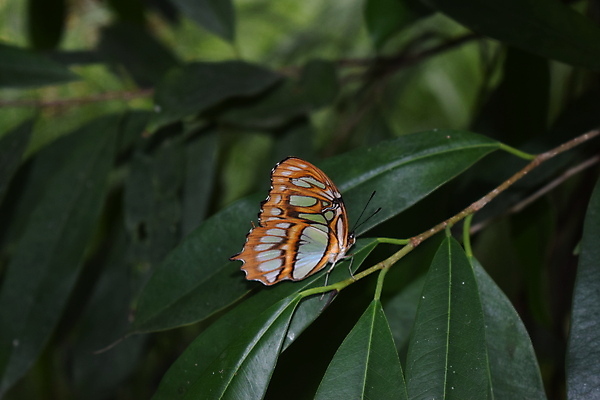 포토 JPG 해외이미지 동물 꽃 야생동물 섬 나비 곤충 백그라운드 잎 꽃무늬 날개 오렌지 자연 실내 사람없음 빨간색 초록색 여름 파란색 컬러풀 뷰티 농장 정원 검은색 봄 벚꽃 닫기 보케 꿀 고립 동물상 해외포토 식물 계절 컬러 무늬 농업 과일 모션 내부 조형물 생태계 파일형식 이미지허브