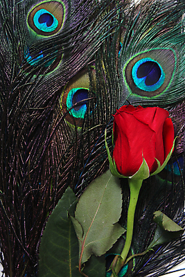 포토 JPG 해외이미지 꽃잎 백그라운드 패턴 자연 조류 사람없음 장식 빨간색 초록색 파란색 컬러풀 뷰티 장미 활발 수확 우아함 공작 깃털 질감 복고 꼬리 내추럴 해외포토 동물 꽃 컬러 컨셉 무늬 농업 생태계 파일형식 이미지허브