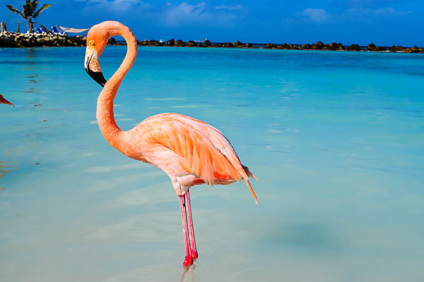 포토 JPG 해외이미지 나무 모래 바다 섬 여행 자연 하늘 휴가 손바닥 풍경 사람없음 야외 물 여름 파란색 야자수 맑음 흰색 휴양지 코코넛 카리브해 이국적 파라다이스 수평선 해외포토 자연요소 식물 손 계절 컬러 과일 날씨 장소 생태계 파일형식 이미지허브