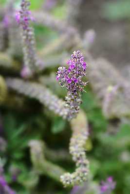 포토 JPG 해외이미지 식물 꽃 분홍색 잎 자연 사람없음 야외 초록색 정원 닫기 관목 해외포토 나무 컬러 모션 생태계 파일형식 이미지허브
