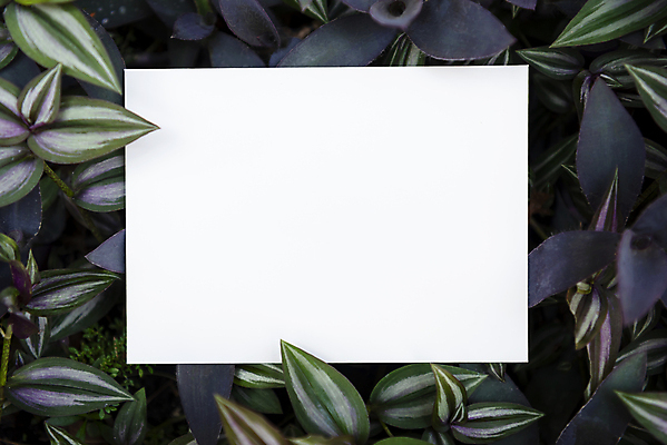 포토 JPG 해외이미지 나무 식물 템플릿 디자인 종이 백그라운드 컨셉 잎 비즈니스 텍스트 자연 벽지 아이디어 프레임 사람없음 야외 초록색 여름 우주 정원 봄 공백 재활용 흰색 인사 신용카드 메시지 플랫 정상 에코 질감 초대 위치 페이지 내추럴 거짓 목업 그리너리 해외포토 계절 컬러 금융 환경 예절 친환경 생태계 파일형식 트랜드컬러 이미지허브