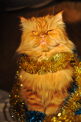 포토 JPG 해외이미지 얼굴 크리스마스 겨울 휴가 새로움 털 사람없음 장식 반려동물 머리 축제 고양이 축하 큼 연도 코 솜털 기르기 동반자 총구 해외포토 동물 계절 기념일 컨셉 포유류 신체부위 크기 돌봄 파일형식 이미지허브