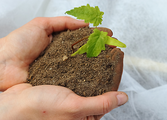 포토 JPG 해외이미지 주간 손 야외 신체부위 새싹 흙 해외포토 자연요소 식물 사람 파일형식 이미지허브