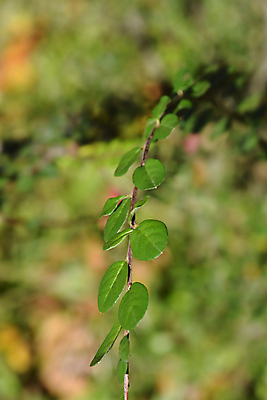 포토 JPG 해외이미지 식물 잎 자연 사람없음 야외 초록색 정원 가을 나뭇가지 닫기 관목 해외포토 나무 계절 컬러 모션 생태계 파일형식 이미지허브