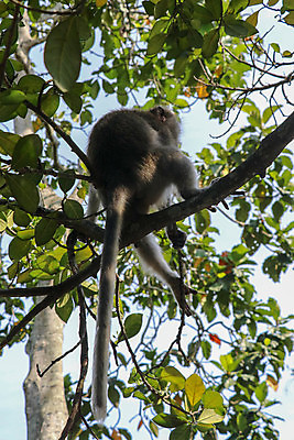 포토 JPG 해외이미지 나무 동물 응시 공원 아시아 야생동물 여행 백그라운드 포유류 가족 모션 자연 털 동물원 앉기 사람없음 야외 초록색 갈색 회색 흰색 나뭇가지 원숭이 죽음 관찰 그룹 숲 큼 오르기 발리 인도네시아 신성 내추럴 고립 해외포토 식물 시선 공공시설 나라 컬러 섬 관계 크기 생태계 파일형식 이미지허브