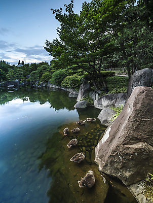 포토 JPG 해외이미지 나무 식물 동물 계절 공원 꽃잎 선 줄기 분홍색 백그라운드 단풍 잎 자연 조류 하늘 오리 이끼 사람없음 야외 세로 물 파란색 컬러풀 태양 뷰티 노란색 정원 일본 수영 봄 흰색 나뭇가지 연못 신선 소나무 화려 도쿄 그림 붓꽃 내추럴 창백 방법 해외포토 자연요소 공공시설 꽃 아시아 컬러 컨셉 수상스포츠 생태계 파일형식 이미지허브