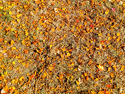 포토 JPG 해외이미지 모양 나무 식물 캐릭터 계절 백그라운드 컨셉 잎 패턴 오렌지 자연 추상 바닥 건조 사람없음 야외 장식 빨간색 초록색 컬러풀 뷰티 갈색 노란색 환경 정원 죽음 숲 묘사 질감 고무 내추럴 땅바닥 해외포토 컬러 무늬 과일 생태계 파일형식 이미지허브