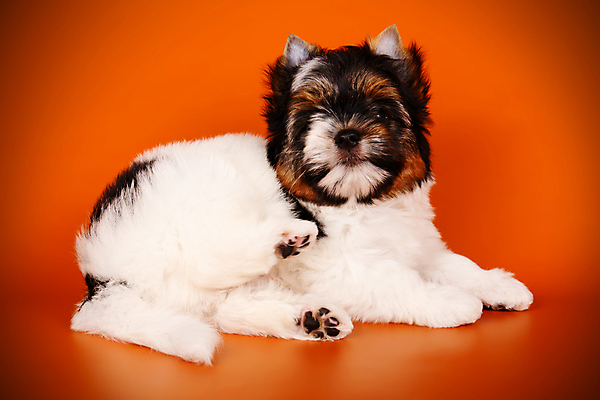 포토 JPG 해외이미지 나무 동물 1 행복 새끼 백그라운드 크리스마스 공 휴가 새로움 털 미소 사람없음 장식 빨간색 반려동물 산타클로스 귀여움 검은색 거울 흰색 개 달콤 강아지 작음 샴페인 요크셔테리어 테리어 연도 활 솜털 송곳니 기르기 비버 삼색 해외포토 식물 기념일 감정 컬러 컨셉 포유류 주류 표정 맛 치아 크기 돌봄 파일형식 이미지허브