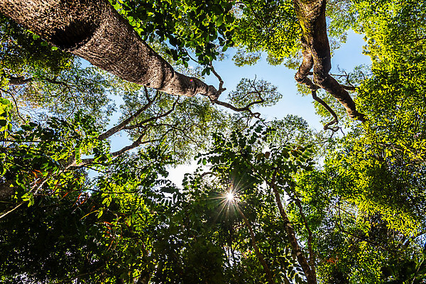 포토 JPG 해외이미지 나무 식물 로우앵글 백그라운드 단풍 잎 패턴 자연 하늘 사람없음 야외 목재 초록색 햇빛 환경 고요 성장 덮개 나뭇가지 신선 황무지 호주 보호 숲 큼 열대우림 각도 나무껍질 내추럴 보호구역 삼림지대 생태학 해외포토 교육 뷰포인트 컬러 컨셉 무늬 재료 태양 뚜껑 껍질 오세아니아 크기 생태계 구역 파일형식 이미지허브