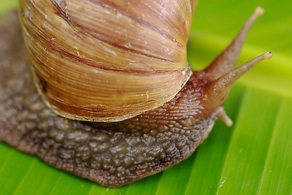 포토 JPG 해외이미지 식물 동물 1 야생동물 음식 백그라운드 잎 모션 자연 연체동물 주택 나선형 사람없음 초록색 여름 갈색 환경 정원 젖음 껍질 질병 큼 땅 먹기 속도 달팽이 덮기 느림 거인 내추럴 민달팽이 어려움 끈적임 해외포토 계절 컬러 무늬 의학 무척추동물 건물 크기 생태계 파일형식 달팽이_동물 이미지허브