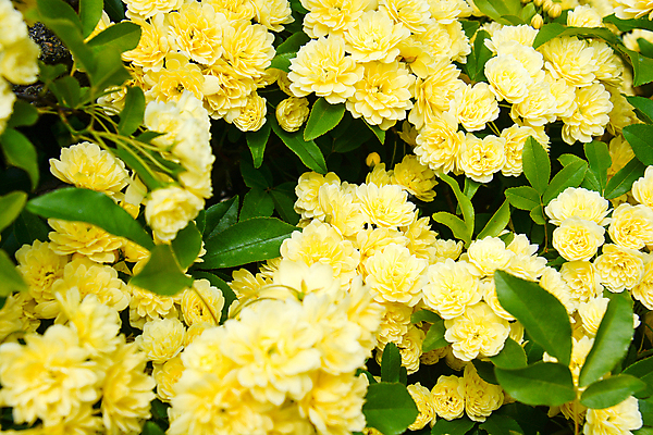 포토 JPG 해외이미지 꽃 백그라운드 봄꽃 사람없음 자연백그라운드 해외포토 식물 자연 봄 파일형식 이미지허브