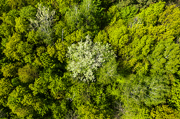 포토 JPG 해외이미지 나무 도로 길 여행 백그라운드 잎 밭 교통시설 자동차 자연 거리 안테나 3 풍경 사람없음 야외 초록색 여름 환경 봄 운전 시골 신선 고속도로 정상 숲 아스팔트 교차로 질감 러시아 드론 루트 해외포토 식물 계절 유럽 육상교통 컬러 교통 농업 통신 모션 시설 생태계 파일형식 이미지허브