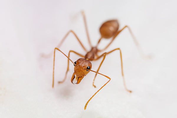 포토 JPG 해외이미지 꽃 사람없음 사막 게 흰색 거미 동물상 해외포토 식물 컬러 곤충 갑각류 조형물 파일형식 이미지허브