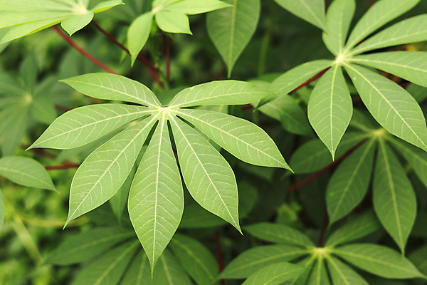 포토 JPG 해외이미지 나무 식물 계절 산업 음식 줄기 백그라운드 잎 패턴 밭 농업 채소 자연 건강 사람없음 야외 초록색 여름 농작물 농장 환경 정원 성장 시골 신선 농부 먹기 유기농 질감 날것 밀가루 내추럴 녹말 생태학 해외포토 직업 웰빙 교육 컬러 무늬 모션 가루 생태계 파일형식 이미지허브