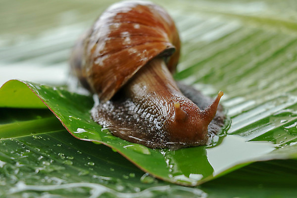 포토 JPG 해외이미지 식물 동물 1 야생동물 음식 백그라운드 잎 모션 자연 연체동물 주택 나선형 사람없음 초록색 갈색 환경 정원 젖음 껍질 질병 큼 땅 먹기 속도 덮기 느림 거인 내추럴 민달팽이 어려움 끈적임 해외포토 컬러 무늬 의학 무척추동물 건물 크기 생태계 파일형식 달팽이_동물 이미지허브