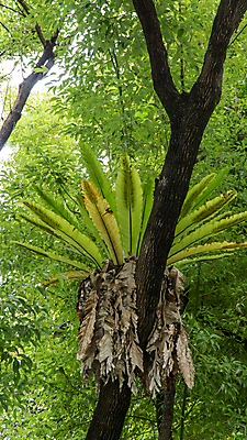 포토 JPG 해외이미지 나무 식물 계절 공원 백그라운드 잎 자연 풍경 사람없음 야외 목재 초록색 여름 빛 갈색 환경 정원 봄 성장 가을 나뭇가지 소나무 숲 큼 열대우림 유기농 질감 뿌리 나무껍질 침엽수 원뿔 내추럴 고립 옛날 해외포토 도형 웰빙 공공시설 컬러 재료 껍질 크기 생태계 파일형식 이미지허브