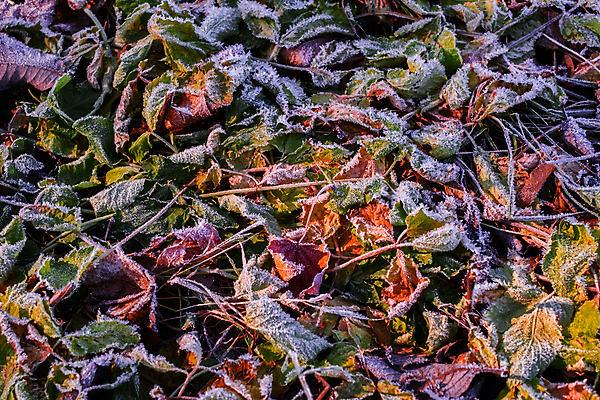 포토 JPG 해외이미지 주간 단풍 사람없음 야외 가을풍경 서리 루마니아 해외포토 자연요소 유럽 잎 풍경 파일형식 가을_계절 이미지허브