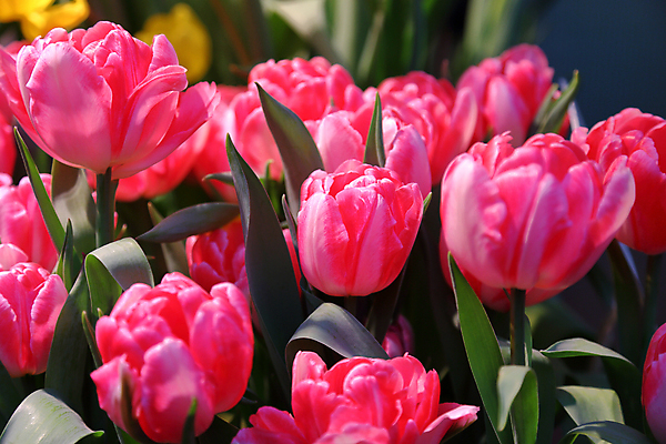 포토 JPG 해외이미지 꽃잎 꽃 백그라운드 사람없음 튤립 화단 해외포토 식물 파일형식 이미지허브