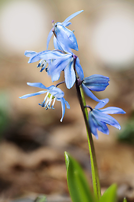 포토 JPG 해외이미지 식물 계절 꽃잎 꽃 백그라운드 잎 꽃무늬 자연 사람없음 초록색 파란색 뷰티 정원 봄 벚꽃 숲 작음 해외포토 컬러 무늬 크기 생태계 파일형식 이미지허브