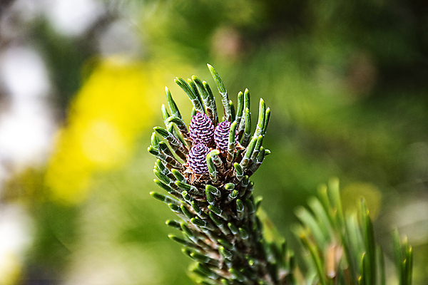 포토 JPG 해외이미지 나무 식물 아이콘 디자인 계절 백그라운드 잎 크리스마스 겨울 패턴 자연 휴가 건조 씨앗 사람없음 목재 장식 초록색 갈색 이탈리아 흰색 나뭇가지 축하 소나무 숲 연도 허브 심볼 오브젝트 유기농 솔방울 상록수 침엽수 전나무 원뿔 내추럴 고립 엘리먼트 가문비나무 해외포토 도형 웰빙 기념일 유럽 컬러 컨셉 무늬 재료 생태계 파일형식 이미지허브