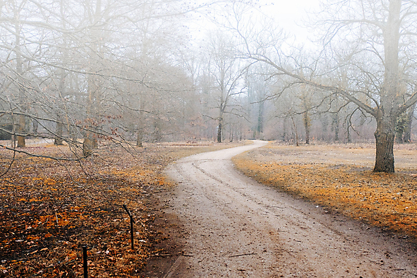 포토 JPG 해외이미지 나무 식물 계절 공원 도로 길 백그라운드 낙엽 잎 자국 자연 산 풍경 사람없음 야외 목재 초록색 여름 빛 햇빛 환경 봄 산책 산책로 하이킹 안개 성장 가을 흰색 나뭇가지 황무지 숲 장면 갈기 내추럴 라트비아 벤쿠버 뿌연 삼림지대 지그재그 해외포토 공공시설 컬러 재료 교통시설 레저 날씨 휴식 북유럽 태양 생태계 파일형식 이미지허브