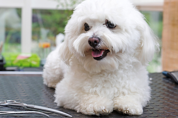 포토 JPG 해외이미지 탁자 실내 사람없음 반려동물 개 테리어 돌봄 미용가위 애견미용 해외포토 동물 가구 포유류 모션 가위_도구 내부 뷰티 미용용품 파일형식 이미지허브