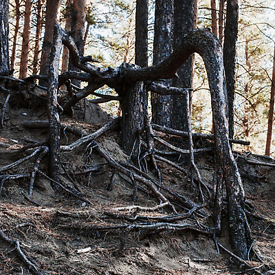 포토 JPG 해외이미지 나무 식물 공원 백그라운드 잎 자연 풍경 사람없음 야외 목재 초록색 갈색 가을 나뭇가지 죽음 소나무 거친 숲 묘사 질감 뿌리 내추럴 옛날 해외포토 계절 공공시설 컬러 재료 생태계 파일형식 이미지허브