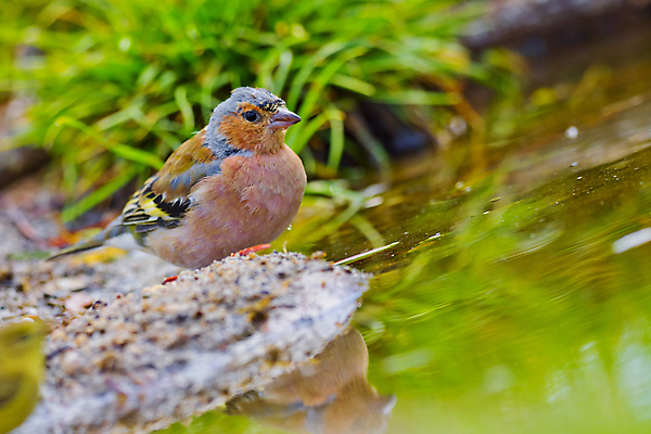 포토 JPG 해외이미지 동물 유럽 음료 야생동물 자연 조류 사람없음 초록색 물 환경 목욕 젖음 다양 연못 스페인 보호 숲 갈증 깃털 생태계 생물학 부리 서식지 동물상 무료 보호구역 생태학 해외포토 자연요소 교육 나라 컬러 다수 컨셉 조형물 청결 구역 파일형식 이미지허브