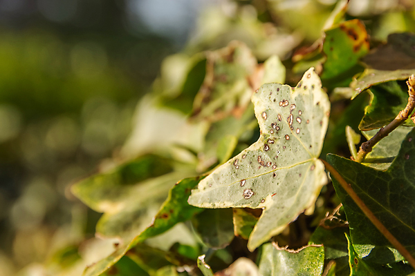 포토 JPG 해외이미지 식물 잎 자연 표시 사람없음 야외 초록색 햇빛 정원 봄 손상 성장 덩굴 묘사 원예 포도나무 아이비 상록수 썩음 카피스페이스 해외포토 계절 컬러 컨셉 취미 태양 공백 과일나무 생태계 파일형식 이미지허브