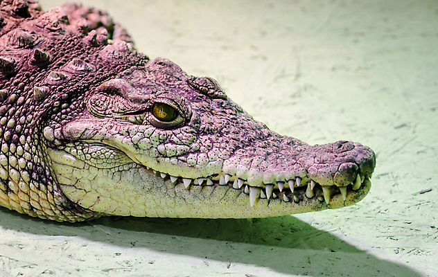 포토 JPG 해외이미지 동물 응시 야생동물 백그라운드 부분 파충류 자연 웃음 사람없음 초록색 머리 올려보기 입 닫기 치아 위험 큼 가죽 피부 날카로움 육식동물 악어 육식 이국적 디테일 해외포토 시선 컬러 컨셉 모션 표정 신체부위 소화기관 크기 생태계 파일형식 이미지허브