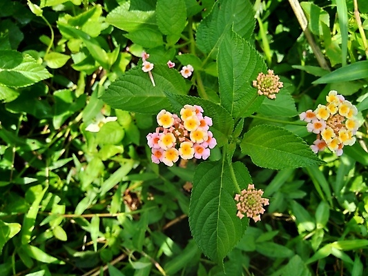 포토 JPG 해외이미지 식물 계절 꽃잎 꽃 백그라운드 잎 꽃무늬 오렌지 자연 사람없음 야외 장식 빨간색 초록색 컬러풀 뷰티 노란색 정원 보라색 봄 벚꽃 신선 개화 허브 묘사 원예 내추럴 해외포토 컬러 무늬 과일 취미 생태계 파일형식 이미지허브