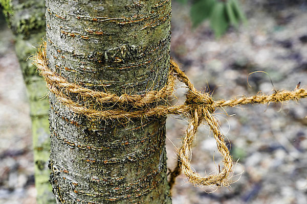 포토 JPG 해외이미지 나무 식물 계절 공원 줄기 백그라운드 잎 오렌지 자연 넥타이 사람없음 야외 목재 초록색 컬러풀 햇빛 태양 뷰티 갈색 노란색 환경 활발 나뭇가지 시골 고리 황금 숲 묶기 장면 나무껍질 자작나무 빛망울 10월 내추럴 해외포토 자연요소 잡화 공공시설 컬러 컨셉 과일 재료 모션 빛 껍질 날짜 생태계 파일형식 이미지허브