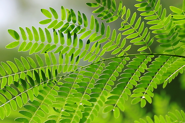 포토 JPG 해외이미지 나무 식물 계절 공원 여자 종교 음식 백그라운드 잎 자연 요리 사람없음 야외 초록색 빛 햇빛 태양 약 노란색 환경 정원 봄 성장 나뭇가지 신선 약초 숲 피부 묘사 비누 내추럴 아카시아 꼬투리 돌봄 해외포토 자연요소 공공시설 컬러 의학 모션 사람 신체부위 위생용품 풀_식물 생태계 파일형식 이미지허브