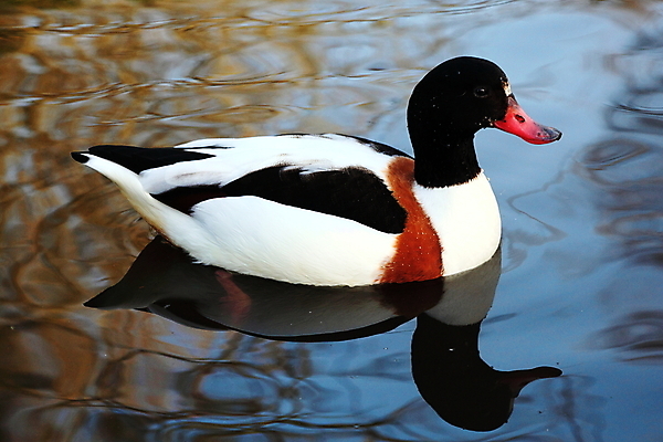 포토 JPG 해외이미지 동물 여자 유럽 야생동물 날개 자연 조류 오리 사람없음 가로 빨간색 물 강 컬러풀 뷰티 반사 수영 닫기 강가 깃털 부리 거위 물새 계산서 동물상 해외포토 자연요소 나라 컬러 모션 사람 조형물 수상스포츠 생태계 파일형식 이미지허브
