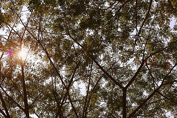 포토 JPG 해외이미지 나무 식물 계절 공원 백그라운드 잎 자연 그림자 사람없음 야외 목재 초록색 빛 햇빛 태양 새싹 환경 정원 맑음 침묵 봄 성장 광선 나뭇가지 시골 신선 숲 장면 내추럴 해외포토 자연요소 공공시설 컬러 재료 날씨 소리 생태계 파일형식 이미지허브