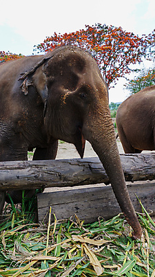 포토 JPG 해외이미지 동물 공원 아시아 야생동물 여행 포유류 태국 자연 코끼리 동물원 동양인 성인 사람없음 야외 환경 시골 아기 그룹 구출 보호 군중 울음 큼 사파리 대나무 눈물 호기심 귀 부드러움 멸종 내추럴 돌봄 보호구역 수유 해외포토 나무 공공시설 감정 나라 컨셉 모션 표정 사람 인종 신체부위 도움 감각 크기 생태계 구역 파일형식 이미지허브