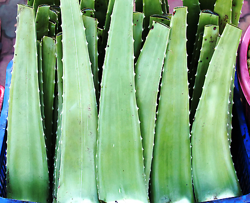 포토 JPG 해외이미지 조각 사람없음 뷰티 피부관리 슬라이스 수분크림 알로에 알로에베라 해외포토 식물 화장품 파일형식 이미지허브